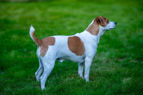 Mitalee´s Bedårende Birk