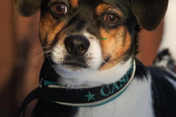 Lille-Eng Gårds Casper av L&V