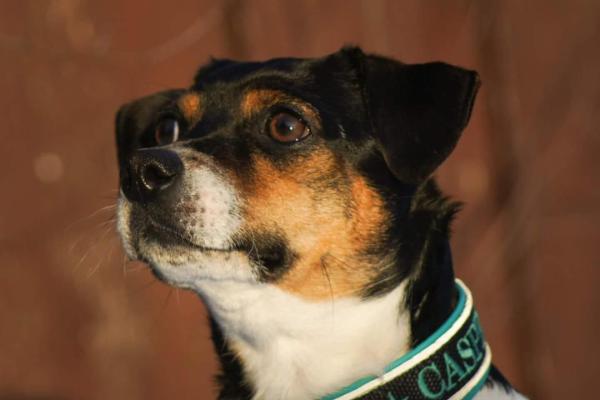 Lille-Eng Gårds Casper av L&V