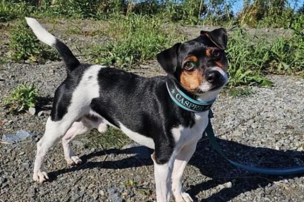 Lille-Eng Gårds Casper av L&V