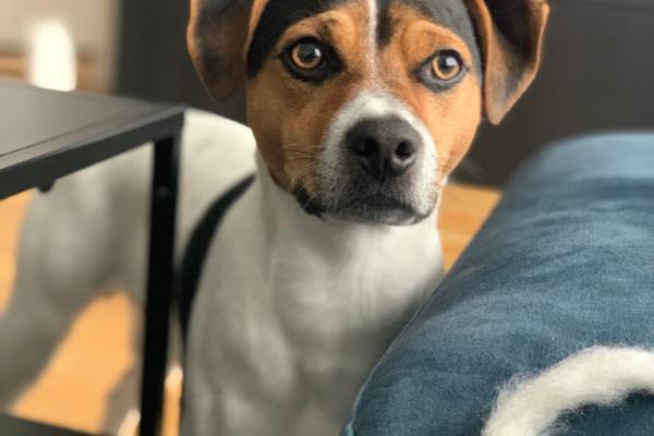 Zinsano's Kenny Dadlish