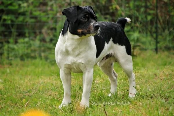 Leonberget’z Just A Gigolo