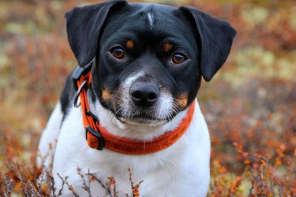 Leonberget’z Just A Gigolo