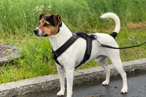 Zinsano's Kenny Dadlish