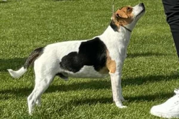 Solleon’s Burn Ronjasønn