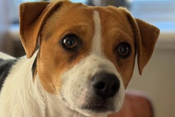 Solleon’s Burn Ronjasønn