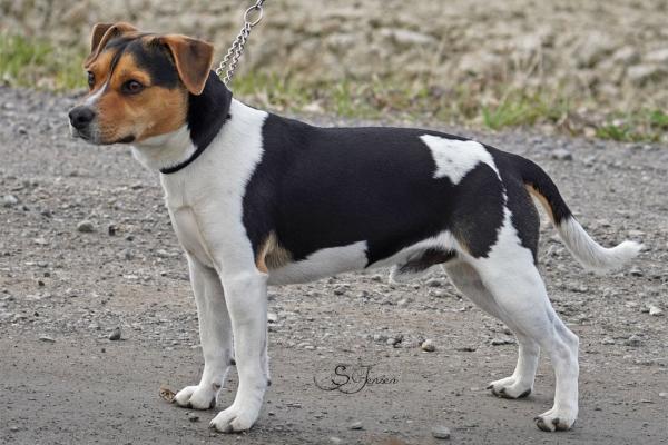 Halvskogen's Donkey kong