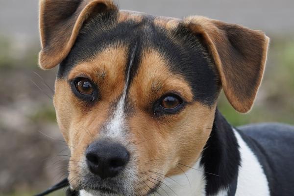 Halvskogen's Donkey kong