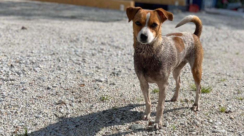 Gårdshundbladet - web