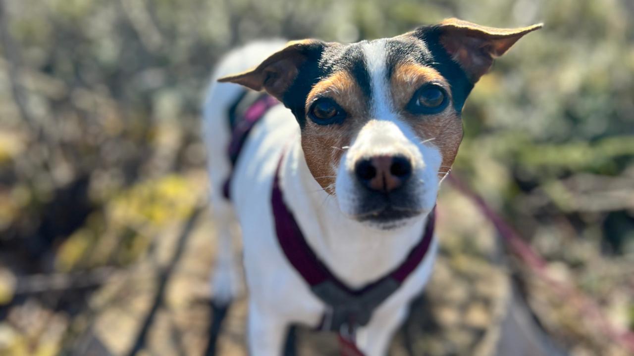 Velkommen til avlsseminar