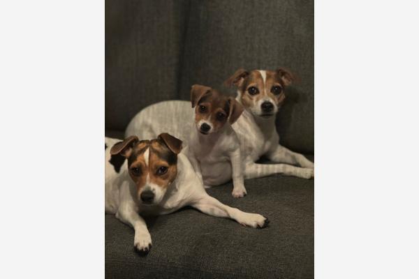 Amantes lille mirakel