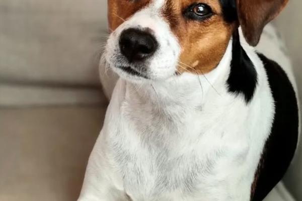 NO BS CH SE VCH STOLTA EBBAS GLENDA GLORIA AF HNOSS