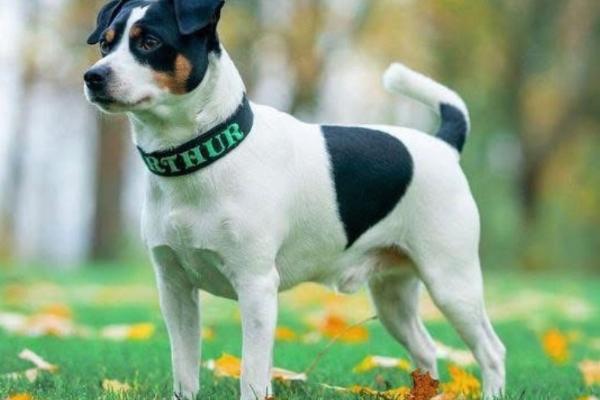 GRAND FROZZY SØMANDEN WILL