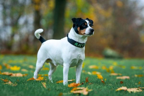 GRAND FROZZY SØMANDEN WILL