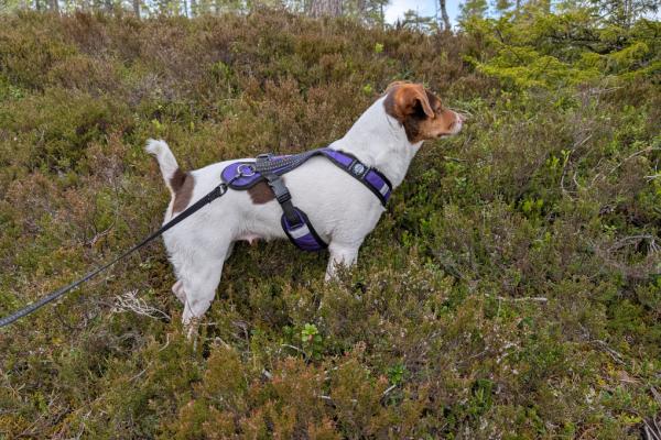 HJEMLYS KARINE KRANSEKAKEBAKER