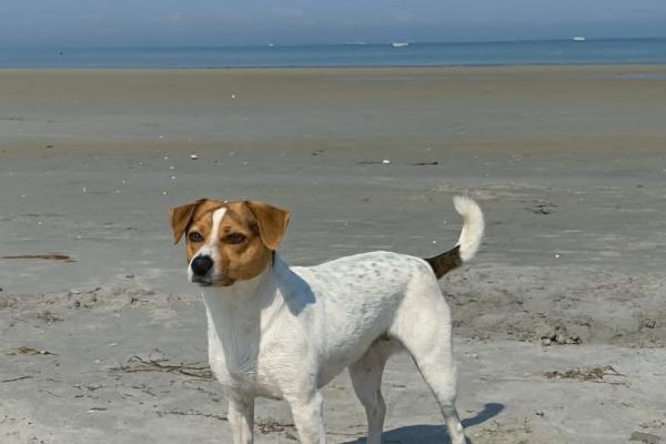 VALDEMAR I TROLDENES NAT