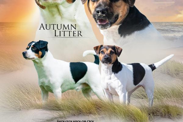 ARIDGEOCRAT’S QUILA TO KANGELANI