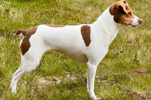 JORDBÆRDALENS IBEN PIPPI KLATREMUS