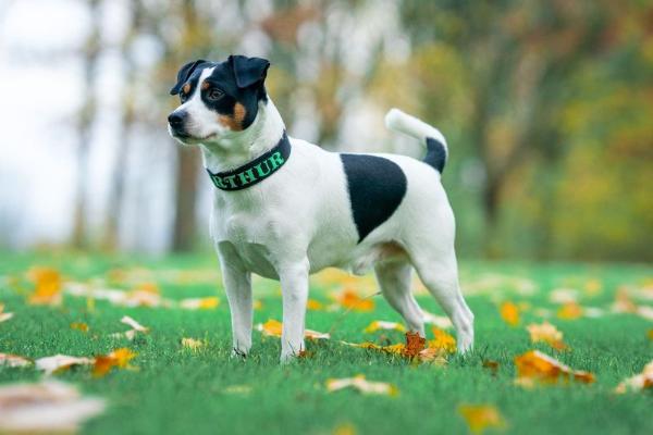 GRAND FROZZY SØMANDEN WILL