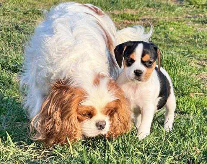 Kryssningsprosjekt Cavalier King Charles Spaniel