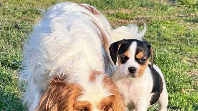 Kryssningsprosjekt Cavalier King Charles Spaniel