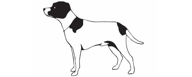 Retningslinjer for hannhundeiere