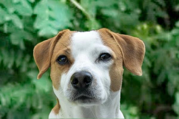 Mitalee´s Bedårende Birk