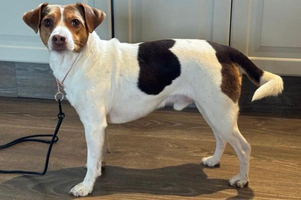 Kennel Novanords Loke Luring
