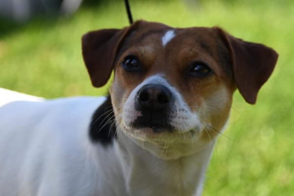 Lille-Eng Gårds Benny av L&L