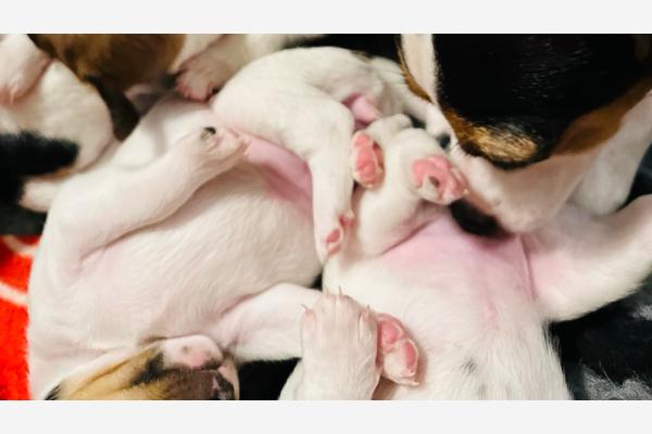 Kennel Sveajenta